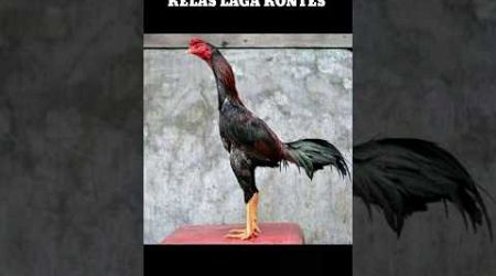 AYAM BANGKOK KELAS KONTES