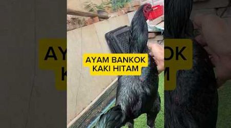 AYAM BANGKOK KAKI HITAM #shortvideo habit #habitathewan #ayambangkok @Duniahewan-v9f