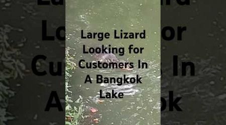 Large lizard looking for customers in a Bangkok park.