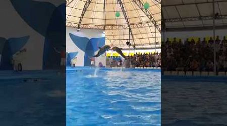 Pattaya Dolphinarium • #1 Dolphin Show in Asia! 