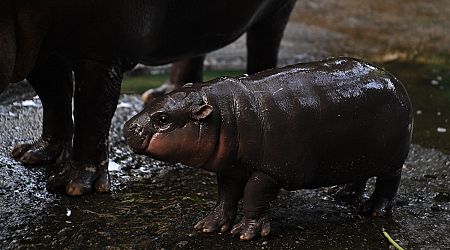 Moo Deng, the Pygmy Hippo from Thailand, Is Getting Too Famous for Her Own Good