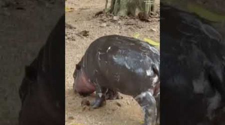 Thailand pygmy hippo &#39;Moo Deng&#39; goes viral #animals #hippo #cuteness