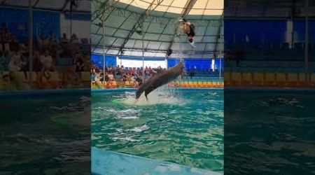 Nakakamanghang Dolphin show sa Phuket Thailand #youtubeshorts