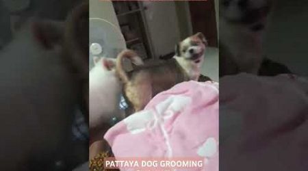 PATTAYA PLAYMATES ! CUTE PUPPIES HAVING FUN, DOG HAIRDRESSING SALON &amp; GROOMING.