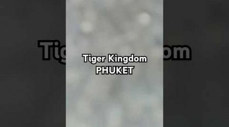 Tiger Kingdom, Phuket