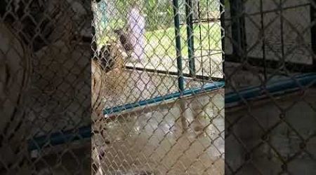 Tiger park in Thailand phuket an agressive Tiger walks #Tiger #Park #Thailand #phuket #viral