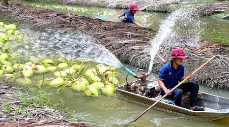 Genius Thai Technique to Harvest &amp; Transport Millions of Coconuts