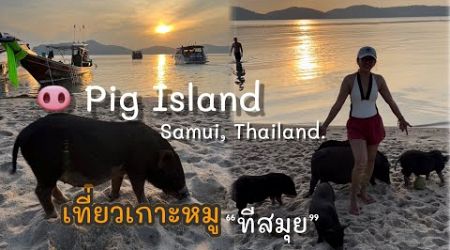 Pig Island at Samui, Thailand เที่ยวเกาะหมูที่สมุย ลองไปกันหรือยัง⁉️