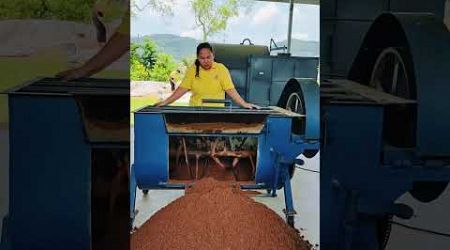 Mushroom Farming at Koh Samui THAILAND! #kohsamui #kohsamuithailand