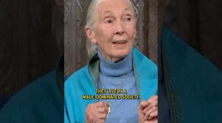 @janegoodallinst finds that some male politicians are not too different from chimpanzees. #colbert