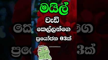 හම්බෝ එයාලා මරු