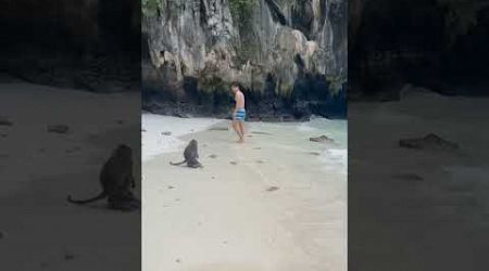 Come to Koh Phi Phi and you must meet the stubborn monkey.