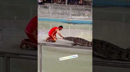 Pattaya crocodile 