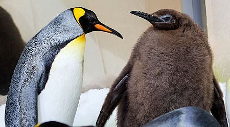 Pesto the chonky Australian penguin chick captivates Katy Perry and the internet