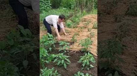 Sustainable Farming: How Thai Farmers Use Rice Straw for Bumper Chilli Crops! 