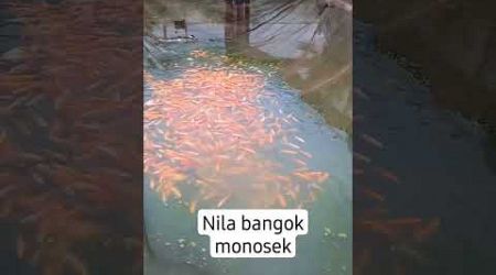 Menyediakan bibit nila bangkok monosek berkualitas 