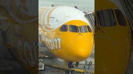 Scoot Airline in Bangkok #short #bangkok #scoot #suvarnabhumiairport #flight #thailand