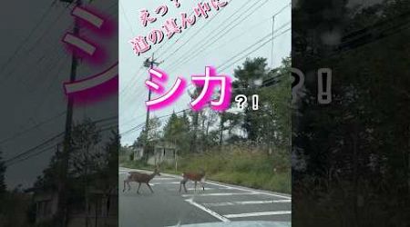 【シカ大量出現❗️大パニック】#shorts #travel #animals #animalshorts #動物 #かわいい動物 #cute #シカ #deer #drive #山中湖 #trip