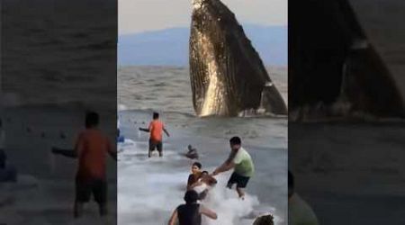 #beach #whale #ocean #pantai #travel #shortsviral #wildlife