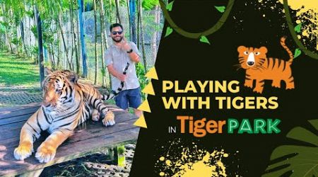 Spending 10 minutes inside the Tiger enclosure | Phuket Tiger Park