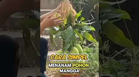 Education, How to Grow Mango Fruit at Home