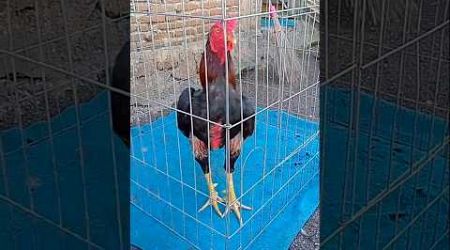 Bangkok Tipe Pukul #shorts #youtubeshorts #ayam #ayamjago #ayamjantan #ayambangkokindonesia #ternak