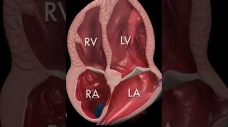 Heart Ultrasound in Stunning 3D Animation! Explained by Medical Experts