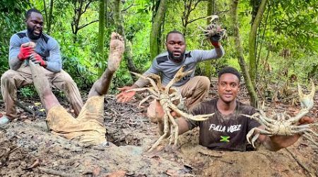 Mud Madness Digging Up Giant Mud Crabs For Food