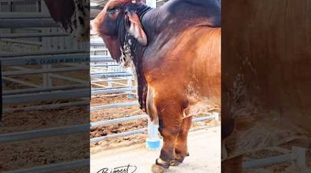 Show champion red brahman bulls at YZ Santi Farm in Korat, Thailand