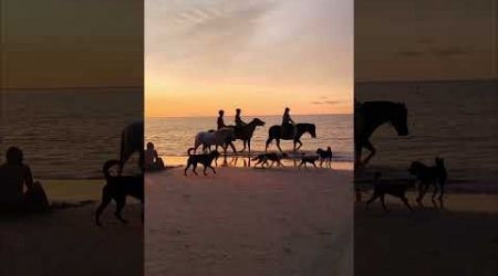 Unexpected beauty, nay yang beach#phuket#beach#ocean#horse#travel#sunset#view#wow#wows#thailand