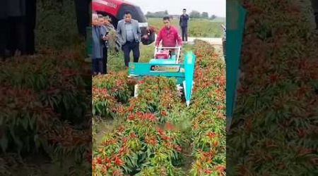 The Secret to Bumper Chili Crops Rice Straw Farming in Thailand!