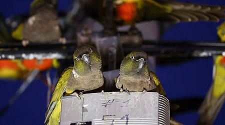 Argentine town battles a parrot invasion