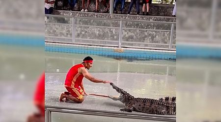 Watch: Man Puts Hand Inside Crocodile's Mouth And Instantly Regrets It