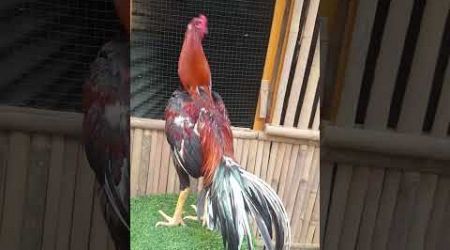 Kluruk ayam muda bangkok klasik