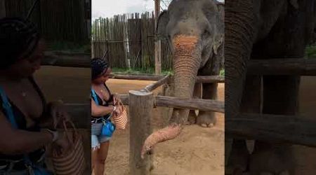 Feed the elephants in Phuket Thailand at the Elephant Jungle Sanctuary!