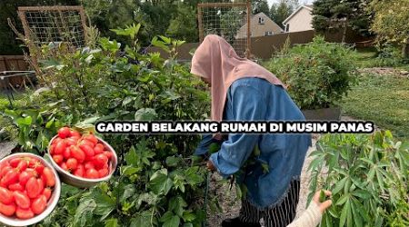 Tomato Terlampau Banyak Sangat Biar Binatang Yang Makan Itupun Tak Pernah Habis di Pokok