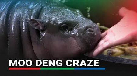 Moo Deng mania: Thai hippo&#39;s viral fame boosts local business