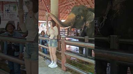 Blessing from Elephant at Nongnooch Tropical Garden / Nongnooch Village Pattaya Thailand