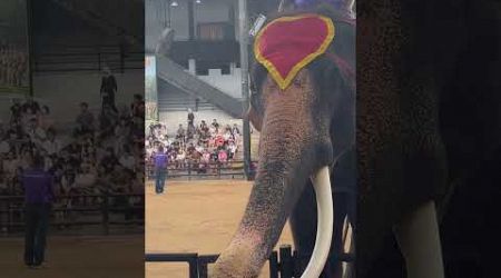 Stunning Tusker at Nong Nooch Village | Pattaya | Thailand #shorts #elephants #travel #elephantshow