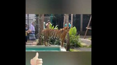 Pattaya tiger park #shortvideos