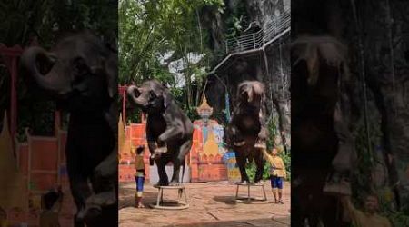 Incredible Elephants Hind Leg Skills! #elephant #elephantshow #bangkok #safariworldbangkok #shorts