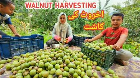 Walnut Harvesting Village | My Village Lifestyle | Vlogs New Video