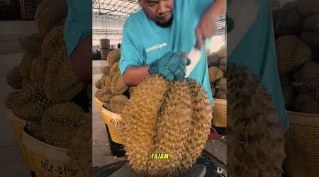 Durian kan you terbesar dari thailand