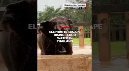 Elephants escape rising flood water in Thailand