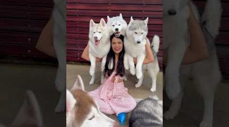 Such cuties!! #aakritirana #husky #huskycafe #bangkok #dogvideos