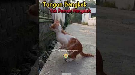 Kucing Sitangan Bangkok 