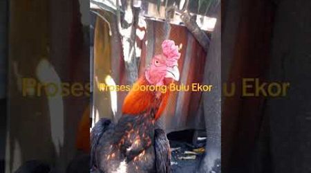 Ayam Bangkok Muda#Proses pertumbuhan bulu ekor#peternaksukses