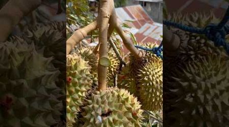 Proses Nurunin durian enggak berani kayak orang Thailand