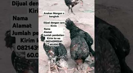 Anak an ayam mangon x bangkok hasil kandang harapan miliknya mbak zakia dari kabupaten lumajang