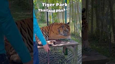 Tiger Park | Thailand Phuket | #travelvlog #shorts #vlog #thailand #tiger #trendingshorts